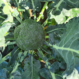 Broccoli - Glavocich Produce