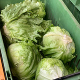 Iceberg Lettuce - Glavocich Produce