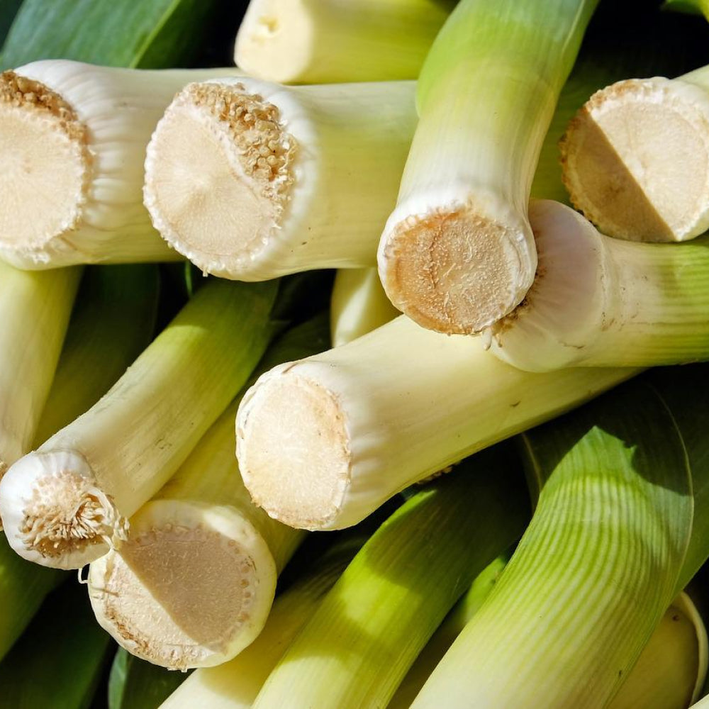 Leek Single - Glavocich Produce